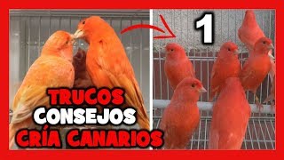 COMO CRIAR CANARIOS 🐤10 TRUCOS que NO CONOCES FUNCIONA ✅ COMO CRIAR CANARIOS  CRIA DE CANARIOS 1 [upl. by Dnalerb]