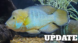 True Green Terrors Andinoacara Stalsbergi Cichlids  Short Update on the Wild Caughts [upl. by Ahsier]