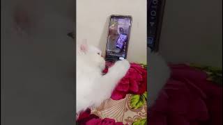 Kittens Head Bobbing with Music cat viral shorts [upl. by Demmahom227]