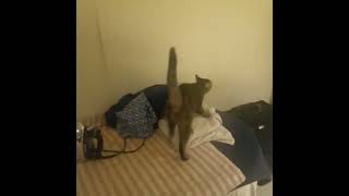 Roma Cat baliomar thewellwisher shortsfeed shorts 2024 youtubehighfive [upl. by Ducan682]