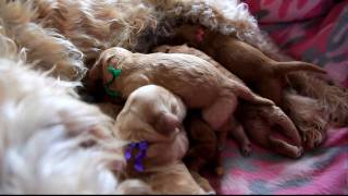 Newborn Labradoodle Puppies HD [upl. by Zetnom837]