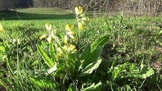 LA PRIMEVERE petite plante et grandes vertus [upl. by Llertnor]