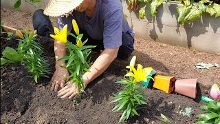 PLANTAMOS LÍRIOS E ADUBAMOS AS PLANTAS NA CHÁCARA [upl. by Dranrev757]