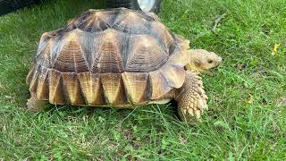 Stump Sulcata Tortoise 2yrs 4mo 1 stump power [upl. by Acirederf]