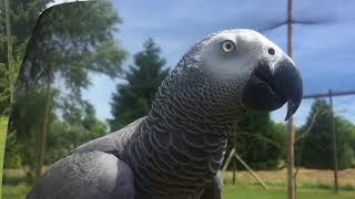 Lescadrille de la Parrot WildLife Foundation © Flight Training [upl. by Enilrek386]