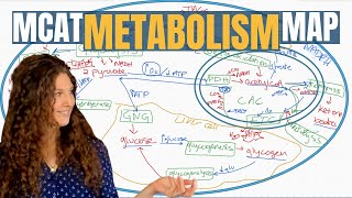 MCAT Biochemistry The 13 Metabolic Pathways Explained [upl. by Anaeerb]