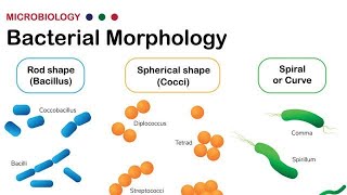 Morphology of Bacteria  Structural forms of Bacteria Spirilla Bacilli and Cocci [upl. by Solrac]