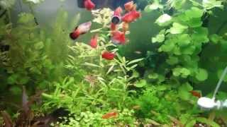 Planted Platy Tank [upl. by Earized]