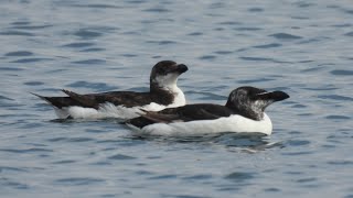 Razorbill  Гагарка [upl. by Otreblanauj]