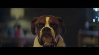 JOHN LEWIS Buster the Boxer Best Christmas Ads of All Time [upl. by Elayne88]