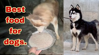 Best dog food for dogs Asad Brohi vlog [upl. by Nomyt]