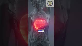 Liver Function Test [upl. by Nuahsyt]