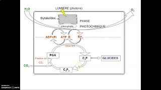 Révisions Schéma de la photosynthèse commenté terminale spé svt [upl. by Syman]