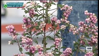 Arbustos con frutos decorativos para el OtoñoInvierno  Estando Contigo  CMM [upl. by Ahsea]