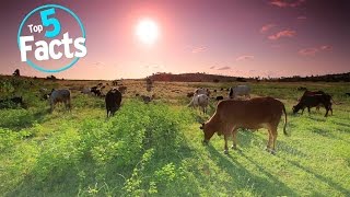 Top 5 Facts About Veganism [upl. by Massimiliano]