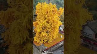 Beautiful Rain of Golden Leaves  Ginkgo Biloba [upl. by Wira]