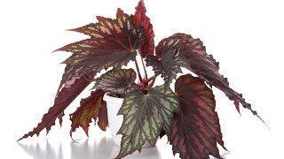 Reproducir Begonia Rex por esquejes de hojas  Bricomanía  Jardinatis [upl. by Reffotsirk]