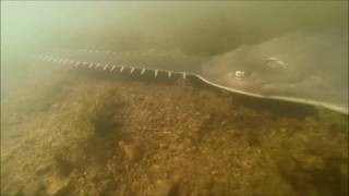 Fitzroy River Sawfish [upl. by Nylanej609]