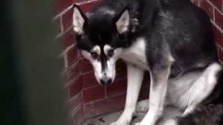 RSPCA Video  The Dog Rescuers Series 2 episode 10 [upl. by Anika]