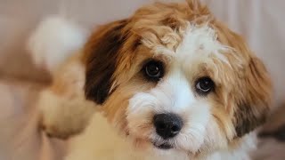 Havanese Dog Barking 🐕 [upl. by Mulligan438]