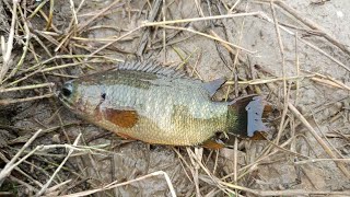 Fishing in the villages ponds। Machhli marne ka aasan tarika। Machli kaise pakde। fish machali🙏🙏 [upl. by Arakaj]