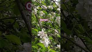 Surah Maida ayat 4243 urdu transl qurantilawat translationquranandislam [upl. by Nuahsal]