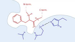 Chymotrypsin mechanism [upl. by Theurich]