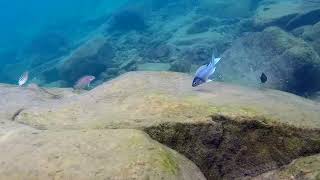 Swimming With Cichlids  Ophthalmotilapia ventralis  Cape Kabayeye [upl. by Allerbag]