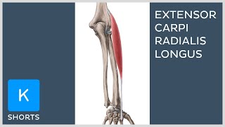 Extensor carpi radialis longus muscle in less than 1 minute  Kenhub shorts [upl. by Eigna]