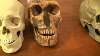 Comparison of Neanderthal CroMagnon and Modern Human Skulls [upl. by Yma386]