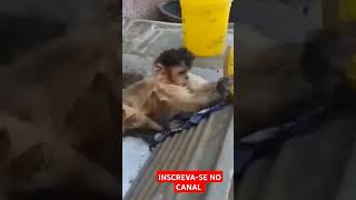 VOCÊ JÁ VIU MACACO LAVANDO ROUPAS music love edm travel youtube [upl. by Frederico]