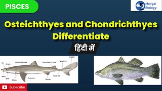 difference between chondrichthyes and osteichthyes chondrichthyes and osteichthyesBSc 3rd year [upl. by Gascony391]