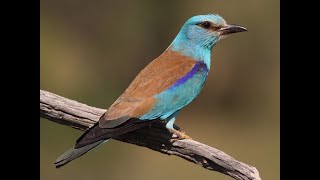 Carraca Coracias garrulus Canto [upl. by Osnerol360]