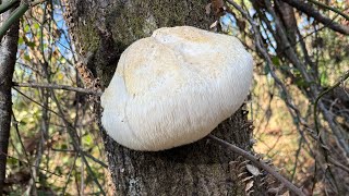 Lions mane  Foraging and cooking [upl. by Toft894]