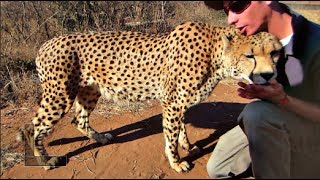 Cuddling a Cheetah Like a House Cat [upl. by Herrod]