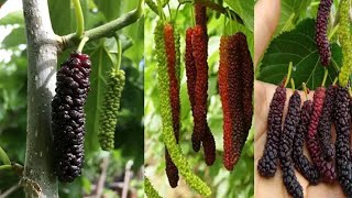 Thai All Time long mulberry SBlooms nursery guntur [upl. by Idelson]