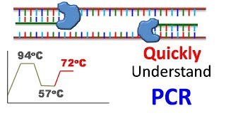 Polymerase chain reaction PCR [upl. by Andris]