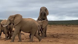 Unforgettable Wildlife Moment Witnessing Elephants Mating in the Wild [upl. by Holna77]