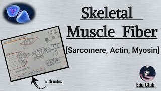 Sarcomere  Actin Filament  Myosin Filament  Skeletal Muscle Contraction  Nerve Muscle Physiolog [upl. by Earej]