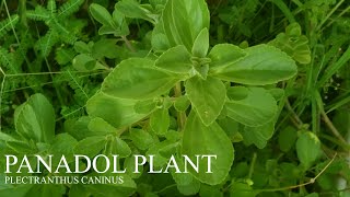 Benefits of Panadol Plant  Plectranthus Caninus [upl. by Eoz]