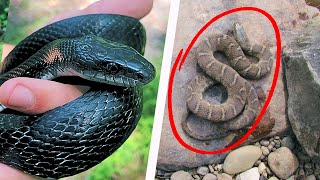 Snake Hunting in Pennsylvania Part 2 [upl. by Amaris]