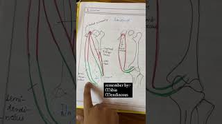 HAMSTRINGS ORIGIN INSERTION ACTION NERVE physiotherapy bpt explore anatomy semimembranosus 🦵 [upl. by Eilahtan]