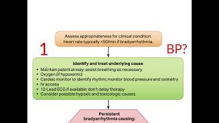 Bradycardia Management [upl. by Arba]