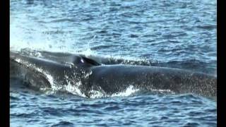 Il Re del mare e altre storie i giganti del mare in Toscana [upl. by Juxon]