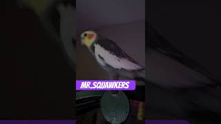 MrSQUAWKERS’ 2toos birds [upl. by Survance737]