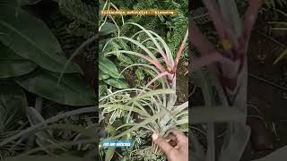 Tillandsia Schatzlii Blooming airplant airplantcare garden [upl. by Otsirave]