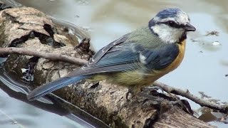 Herrerillo común Cyanistes caeruleus Common Blue Tit [upl. by Jeffy204]