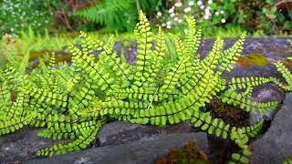 Maidenhair Spleenwort  Asplenium trichomanes ssp quadrivalens [upl. by Abbey]