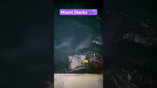 A School Of Big Bull Sharks Cruising Through The Miami Canals miami sharks sharkfishing fishing [upl. by Sebastian]