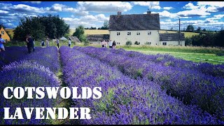 Lavender Farm  Cotswold [upl. by Etteyniv483]